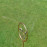 Butterfly Single Ring Spinning Water Sprinkler